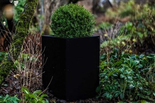 planter with Buxus Planter with Box shrub